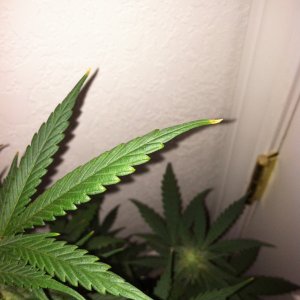 trip diesel day 28 flowering