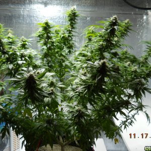 Wonder Woman 36 days flower