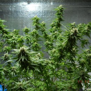 Wonder Woman 36 days flower