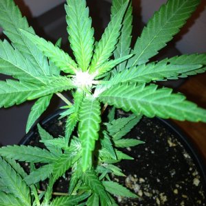 Grand Daddy Purp Grow from Seed