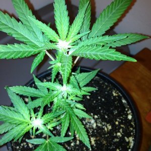 Grand Daddy Purp Grow from Seed