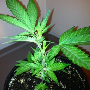 Grand Daddy Purp Grow from Seed