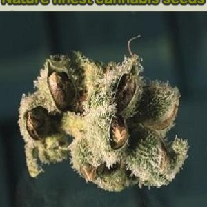 Dutch Seeds Shop