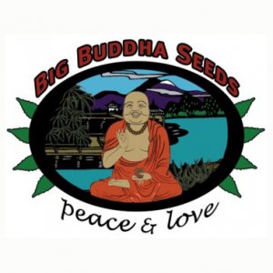 Big Buddah Seeds Castle Marijuana Seeds