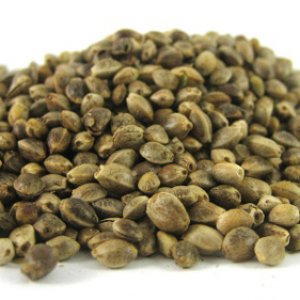 Cannabis-Seeds