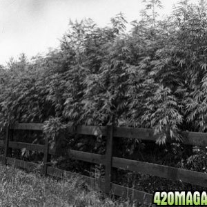 Hemp Crop