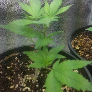 Grand Daddy Purp Grow from Seed