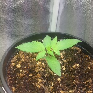 Grand Daddy Purp Grow from Seed