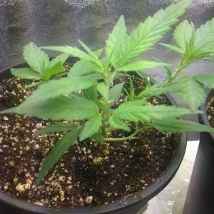 Grand Daddy Purp Grow from Seed