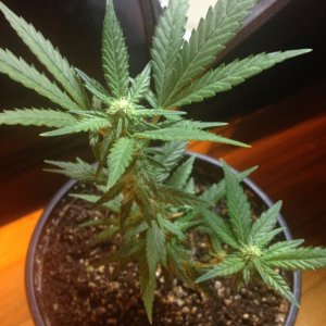 Grand Daddy Purp Grow from Seed