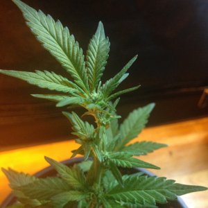 Grand Daddy Purp Grow from Seed