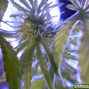 Train Wreck flower hairs