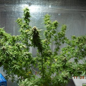 Wonder Woman 45 days flower