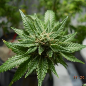 Wonder Woman 45 days flower