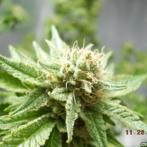 Wonder Woman 45 days flower