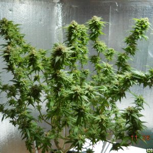 Blue Widow 45 days flower