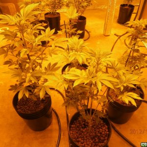 new_grow_11-28-12_8_