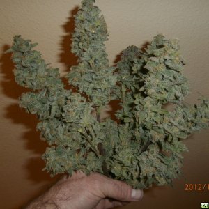 early_buds_5_