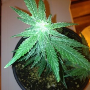 Grand Daddy Purp Grow from Seed