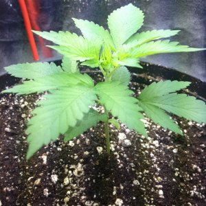 Grand Daddy Purp Grow from Seed