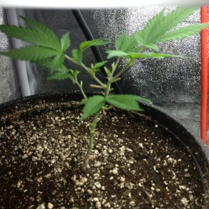 Grand Daddy Purp Grow from Seed