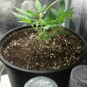 Grand Daddy Purp Grow from Seed