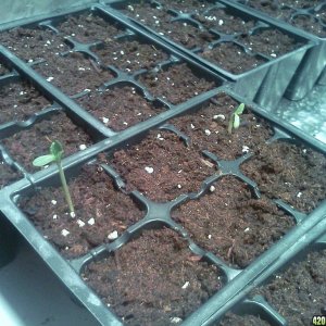 Seedlings - Bag Seed(10/16/12)