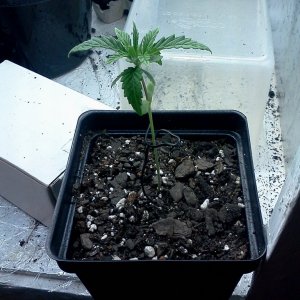 First True Leaves - Bag Seed, Sativa Dominant(10/26/12)