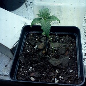 First True Leaves - Bag Seed, Indica Dominant(10/26/12)