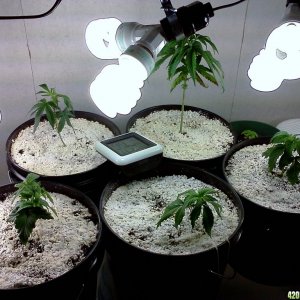 New Grow Closet - Bag Seed(11/26/12)