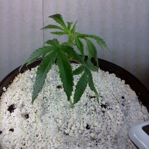 Indica Dominant(2) - Bag Seed(11/26/12)