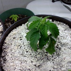 Skunk(3) - Bag Seed(11/26/12)