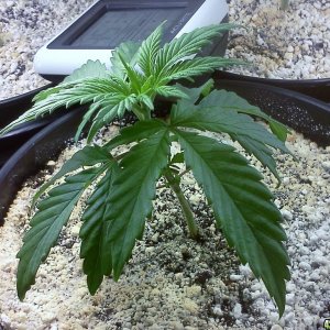 Skunk(3) - Bag Seed(11/30/12)