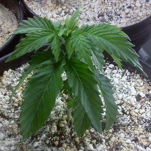 Skunk(3) - Bag Seed(11/30/12)