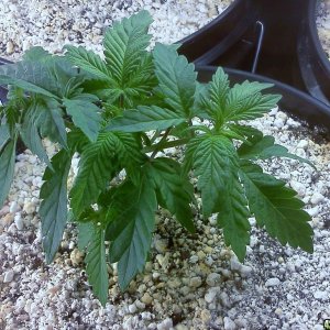 Skunk(1) - Bag Seed(11/30/12)