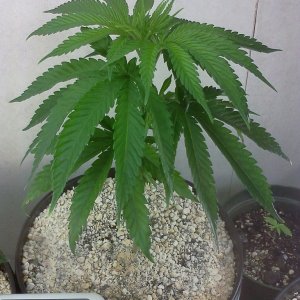 Sativa Dominant - Bag Seed(11/30/12)