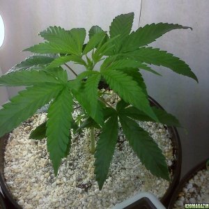 Indica Dominant(1) - Bag Seed(11/30/12)