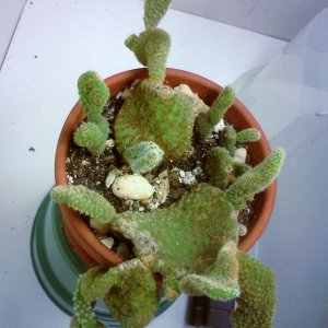 George the Cactus(11/30/12)