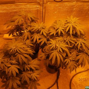 new_grow_12-3-12_4_