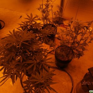 new_grow_12-3-12_6_