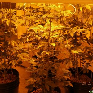 new_grow_12-3-12_7_