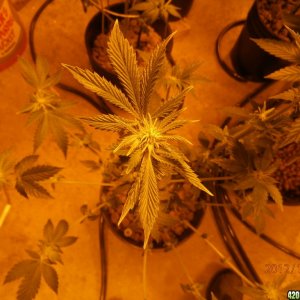 new_grow_12-4-12_1_2_