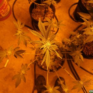 new_grow_12-4-12_1_3_