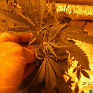 new_grow_12-4-12_1_4_