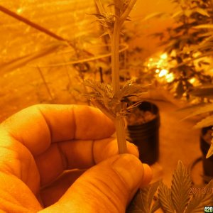 new_grow_12-4-12_1_5_