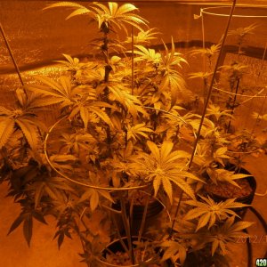 new_grow_12-7-12_3_