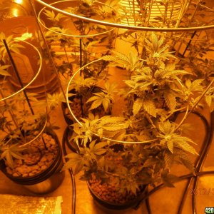 new_grow_12-7-12_4_