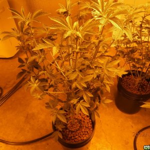 new_grow_12-7-12_5_