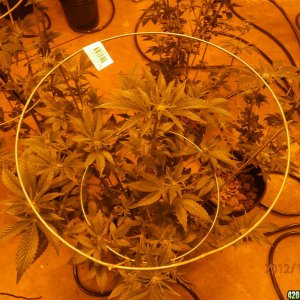 new_grow_12-7-12_6_