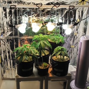 Grow Room_2ndRevision(12-8-12)